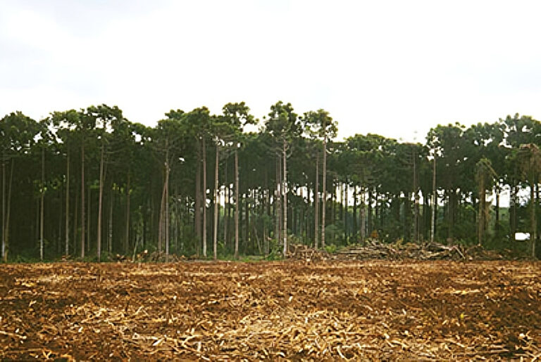 PEFC a punto de homologar  el sistema argentino de  certificación forestal