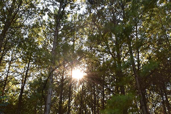 La foresto industria busca atraer inversiones por 6 mil millones de dólares