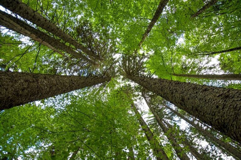 El Congreso Forestal Mundial llamó a triplicar la inversión forestal hasta 2030