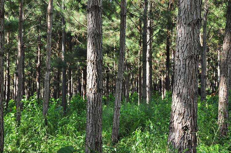 Presentan el desarrollo de la plataforma SIR Sistema Integrado de Reforestación
