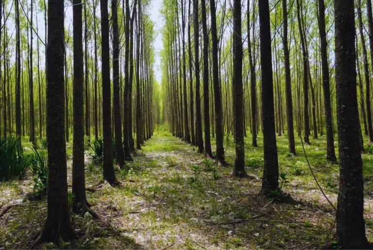 El mejoramiento genético de sauces abre una nueva etapa para la producción forestal del Delta del Paraná