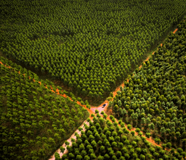 Forestoindustria en Paraguay
