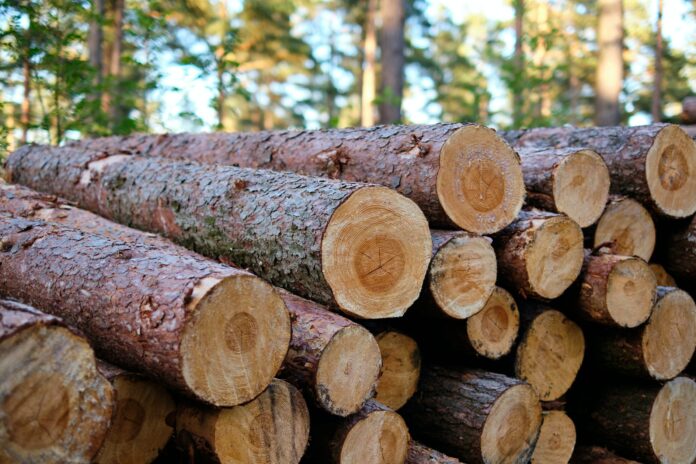 La certificación FSC gana espacio en la mejora continua.
