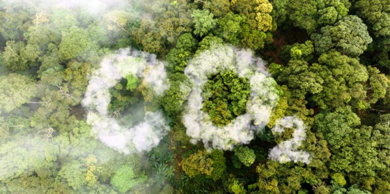 PEFC potencia los proyectos sobre los mercados de carbono voluntarios de base forestal PEFC potencia los proyectos sobre los mercados de carbono voluntarios de base forestal