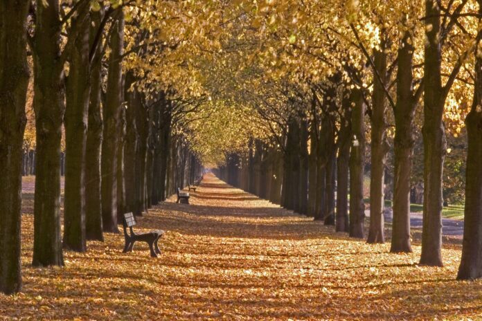 —Pngtree—desolate autumn avenue with striking_16929763 Encuesta Global de Opinión de Consumidores de 2025