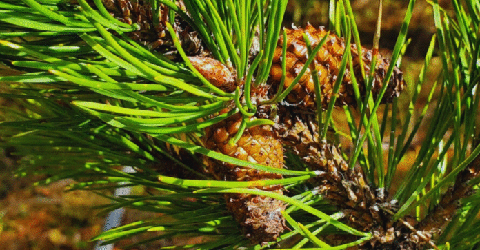 Genética resistente a la sequía